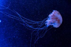 manet med tentakler simning i de vatten med en mörk blå bakgrund, under vattnet varelse foto