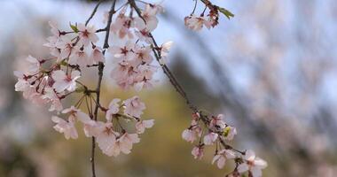 körsbär blomma på koishikawa kourakuen parkera i tokyo handhållen närbild foto