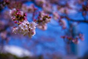 körsbär blomma på koishikawa kourakuen parkera i tokyo handhållen närbild foto