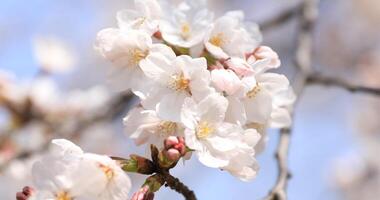 körsbär blomma på koishikawa kourakuen parkera i tokyo handhållen närbild foto