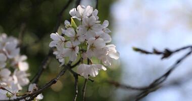 körsbär blomma på koishikawa kourakuen parkera i tokyo handhållen närbild foto