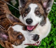 rolig två corgi cardigan hundar spelar på en solig gräsmatta foto