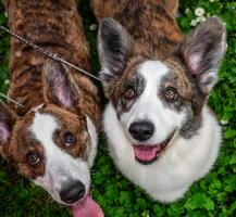 rolig två corgi cardigan hundar spelar på en solig gräsmatta foto