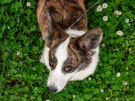 rolig två corgi cardigan hundar spelar på en solig gräsmatta foto