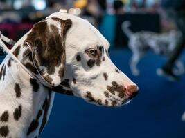 skön vit dalmatian med brun fläckar. elegant hund. foto