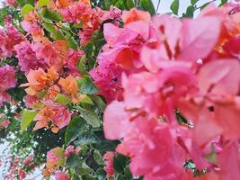 stänga upp av blommande bougainvillea växt i de morgon- foto