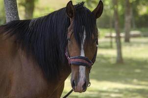 närbild porträtt av en häst, portugal foto
