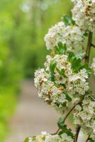 allmänning hagtorn, ett utsäde hagtorn, enda utsäde hagtorn, eller crataegus monogyna foto