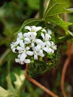 chaya blommor fotograferad på stänga räckvidd foto