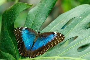 makro skön fjäril morpho helenor foto