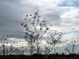 färdiga vilda blommor mot en molnig himmel foto