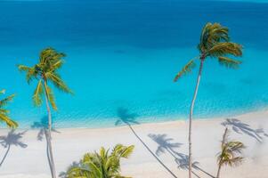 strand kokos handflatan träd på exotisk Strand fåglar öga se. turkos hav vågor vit sand antenn fotografi. panorama- ekologi natur bakgrund. tropisk paradis resa landskap exotisk destination foto