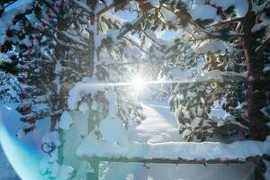 majestätisk tall skog badade i solljus på snöig berg. foto