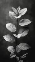 klunga av löv i svart och vit foto