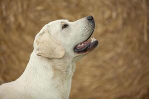 labrador hund porträtt foto