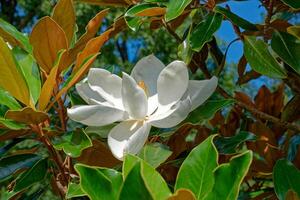 magnolia blomma på de träd foto