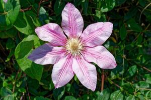 clematis blomma i blomma foto