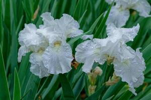 våt vit iris i blomma foto