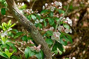 blomning berg laurel buske foto