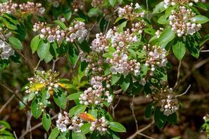 berg laurel buske blomning foto