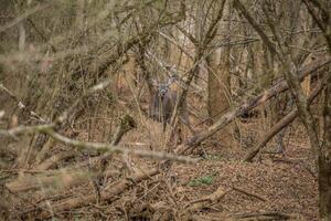 manlig rådjur dold i de skog foto