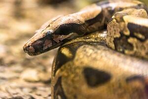 boa constrictor, en arter av stor, tung kroppslig orm. foto