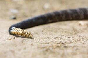 skallerorm, crotalus atrox. Västra diamantrygg. farlig orm. foto