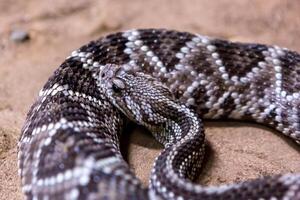 skallerorm, crotalus atrox. Västra diamantrygg. farlig orm. foto