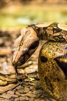 boa constrictor orm jiboia i stänga upp foto