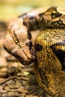 boa constrictor, en arter av stor, tung kroppslig orm. foto