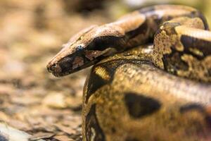 boa constrictor, en arter av stor, tung kroppslig orm. foto