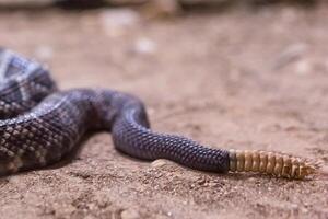 skallerorm, crotalus atrox. Västra diamantrygg. farlig orm. foto