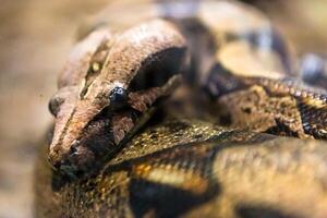 boa constrictor, en arter av stor, tung kroppslig orm. foto