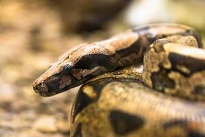 boa constrictor, en arter av stor, tung kroppslig orm. foto
