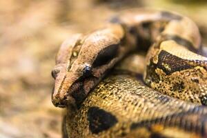 boa constrictor, en arter av stor, tung kroppslig orm. foto