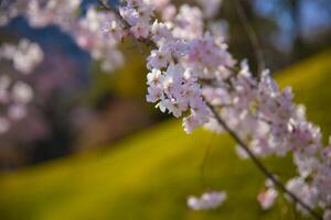 körsbär blomma på koishikawa kourakuen parkera i tokyo handhållen närbild foto