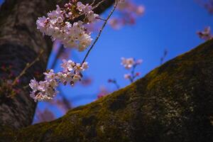 körsbär blomma på koishikawa kourakuen parkera i tokyo handhållen närbild foto