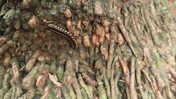 svart larv gående på träd trunk foto
