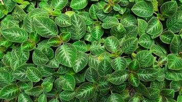 episcia, 'sphalera' arter episcia. foto