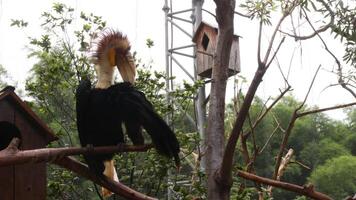 hornbill stornäbbad fågel foto