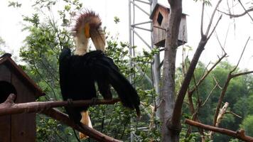 hornbill stornäbbad fågel foto