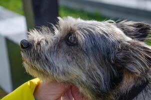 strök en hund på de gata utan en stamtavla foto