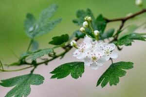 skön vår blomning liljor av de dal med droppar av blommor dagg foto