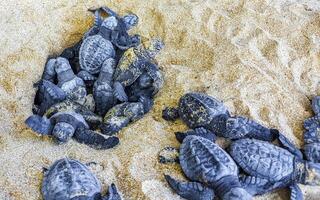 små bebis sköldpaddor krypa ut sand mirissa strand sri lanka. foto