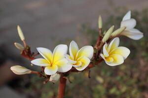 eterisk skönhet av vit frangipani foto