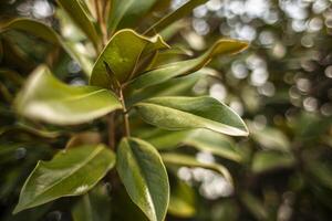 magnolia löv detalj foto