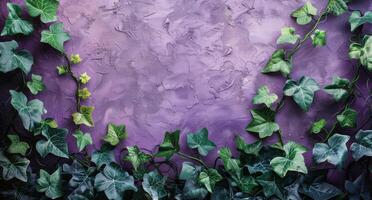 murgröna växande på en lila vägg - murgröna foto