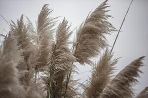 pampas gräs toppdetalj foto