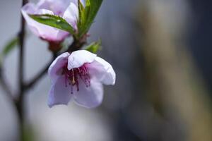 makro detalj av en persika blomma foto