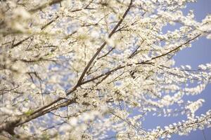 blomstrande träd mot blå himmel foto